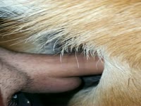 Hot anal with my Mare